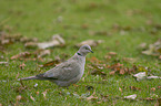 collared dove