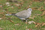 collared dove