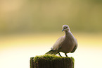 Eurasian collared dove