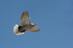 Eurasian collared dove