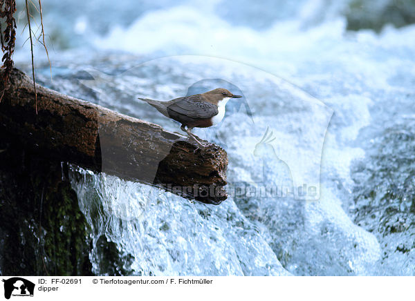 Eurasische Wasseramsel / dipper / FF-02691