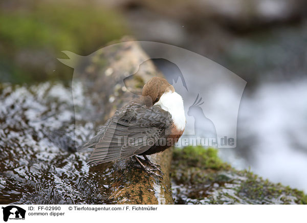 Eurasische Wasseramsel / common dipper / FF-02990