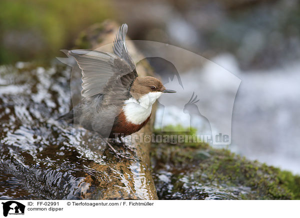 Eurasische Wasseramsel / common dipper / FF-02991