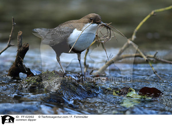 Eurasische Wasseramsel / common dipper / FF-02992