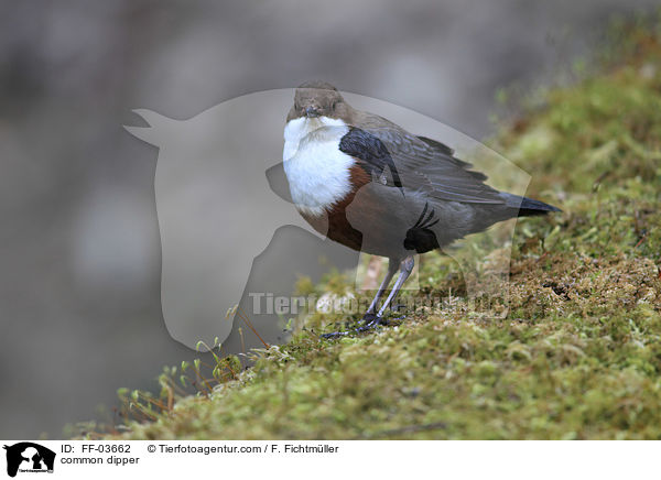 Eurasische Wasseramsel / common dipper / FF-03662