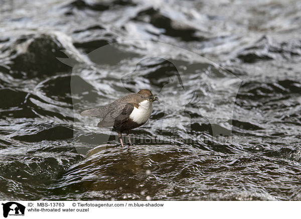 Eurasische Wasseramsel / white-throated water ouzel / MBS-13763