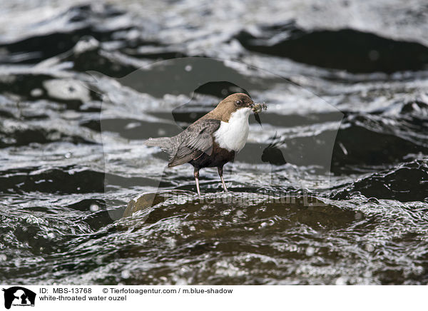 Eurasische Wasseramsel / white-throated water ouzel / MBS-13768