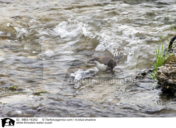 white-throated water ouzel / MBS-16262