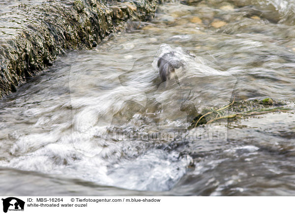 white-throated water ouzel / MBS-16264