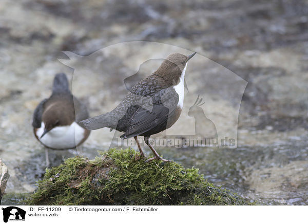 Eurasische Wasseramseln / water ouzels / FF-11209