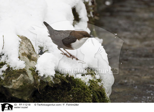 water ouzel / FF-11218