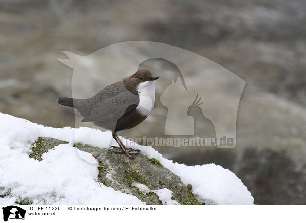 Eurasische Wasseramsel / water ouzel / FF-11226