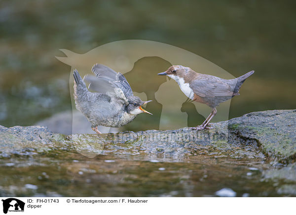 Eurasische Wasseramseln / dipper / FH-01743