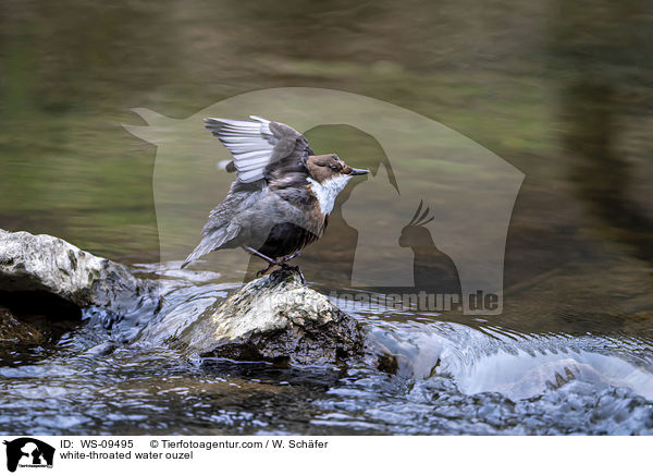 Eurasische Wasseramsel / white-throated water ouzel / WS-09495