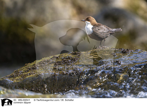 Eurasische Wasseramsel / common dipper / WS-09541