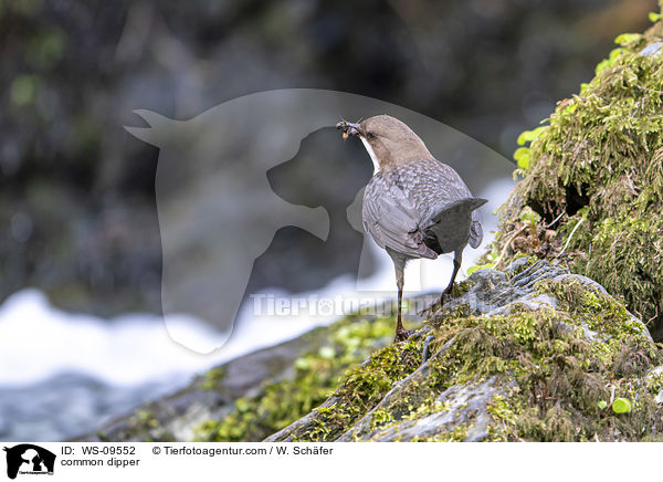 Eurasische Wasseramsel / common dipper / WS-09552