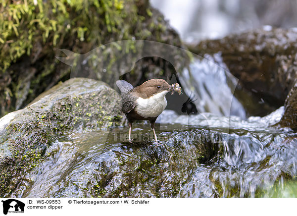 common dipper / WS-09553