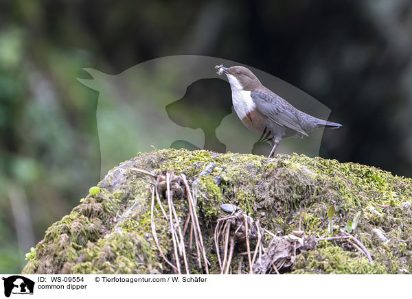 common dipper / WS-09554