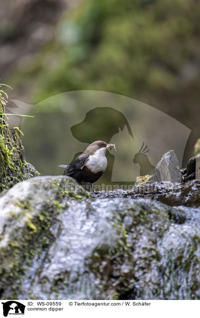 Eurasische Wasseramsel / common dipper / WS-09559