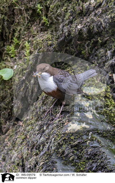 Eurasische Wasseramsel / common dipper / WS-09579