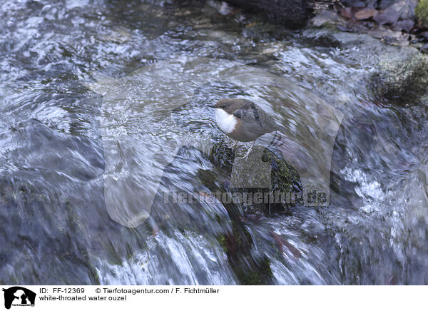 Eurasische Wasseramsel / white-throated water ouzel / FF-12369