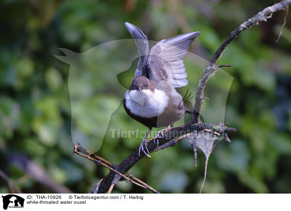 white-throated water ouzel / THA-10926