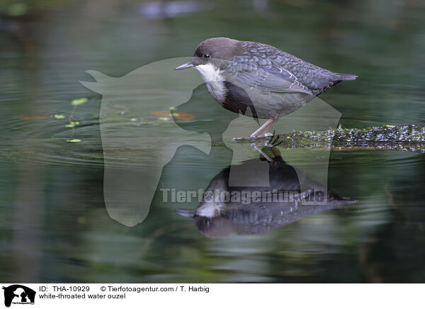 Eurasische Wasseramsel / white-throated water ouzel / THA-10929