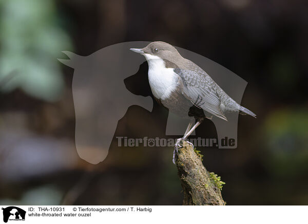 Eurasische Wasseramsel / white-throated water ouzel / THA-10931