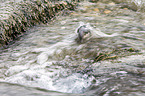 white-throated water ouzel