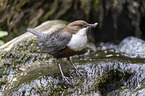 common dipper