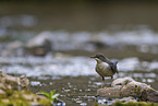 common dipper