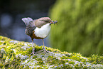 Eurasian dipper