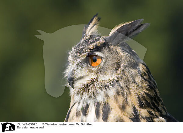 Uhu / Eurasian eagle owl / WS-03076