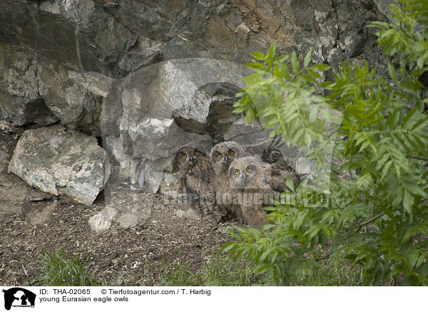 young Eurasian eagle owls / THA-02065