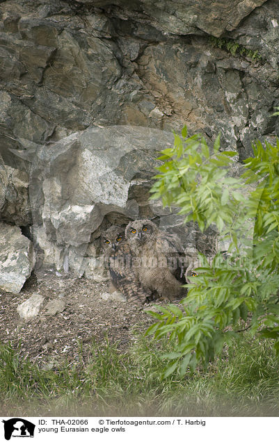 young Eurasian eagle owls / THA-02066