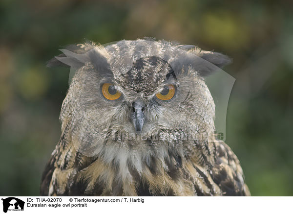 Eurasian eagle owl portrait / THA-02070