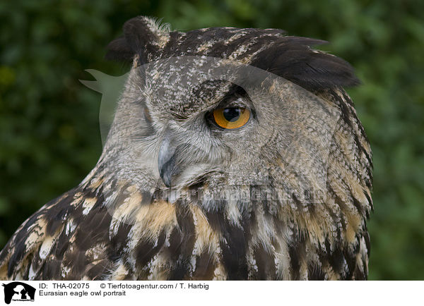 Eurasian eagle owl portrait / THA-02075