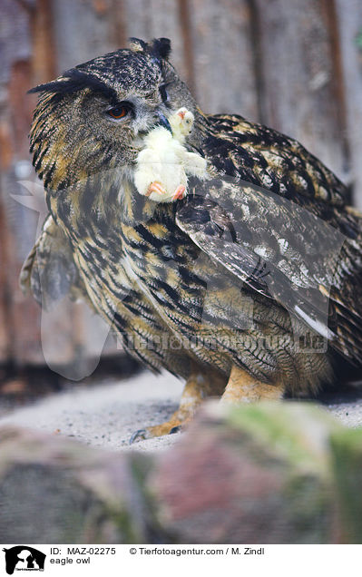 Uhu / eagle owl / MAZ-02275