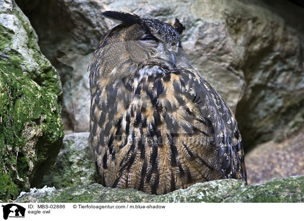 eagle owl / MBS-02886