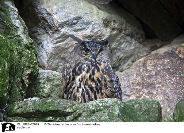 eagle owl / MBS-02887