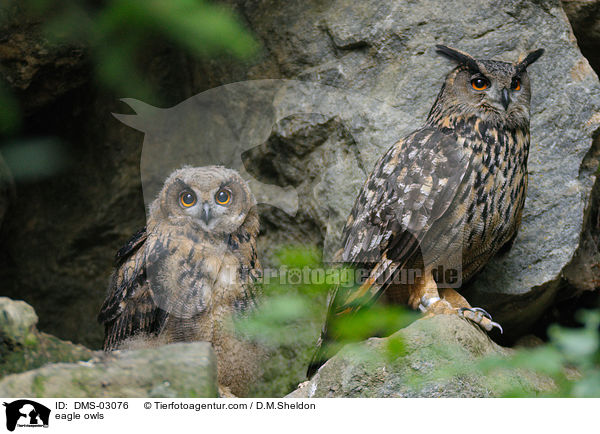 Uhus / eagle owls / DMS-03076