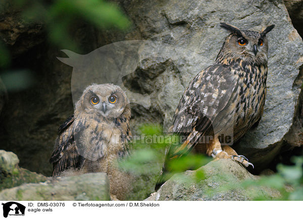 eagle owls / DMS-03076