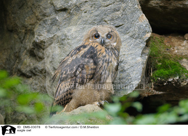 eagle owl / DMS-03078