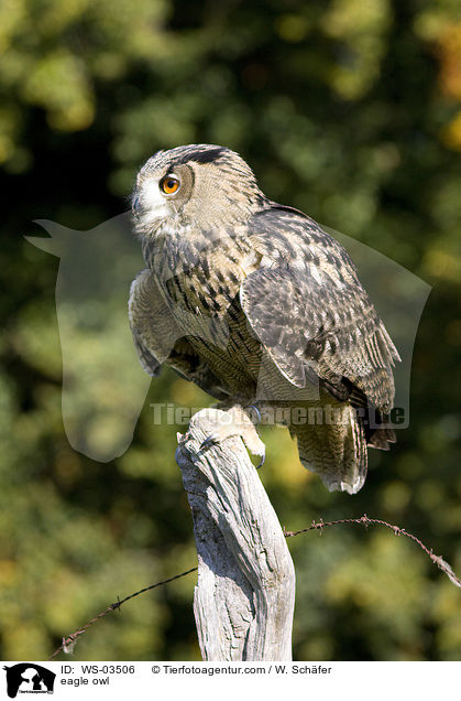 eagle owl / WS-03506