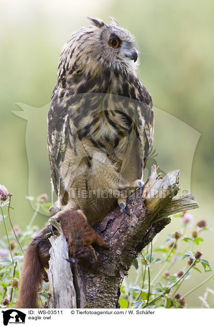 Uhu / eagle owl / WS-03511