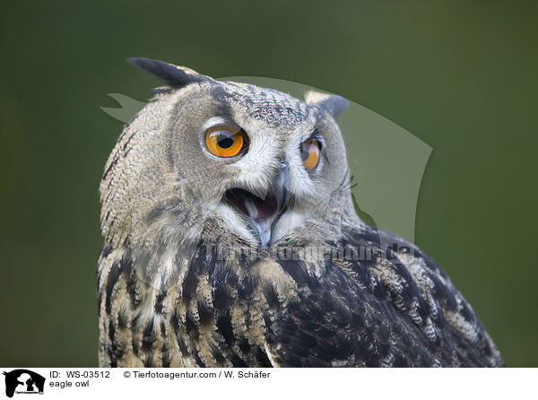 eagle owl / WS-03512