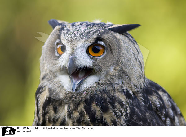 eagle owl / WS-03514