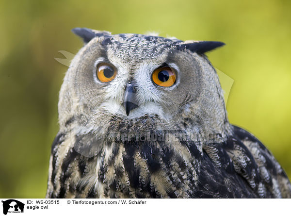 eagle owl / WS-03515