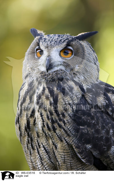 eagle owl / WS-03516