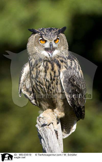 Uhu / eagle owl / WS-03519